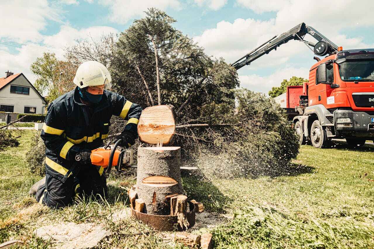 Dead Tree Removal in Penn State Erie, PA